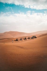 photo of camels on dessert