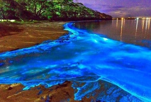 Luminous Lagoon near Falmouth, Jamaica