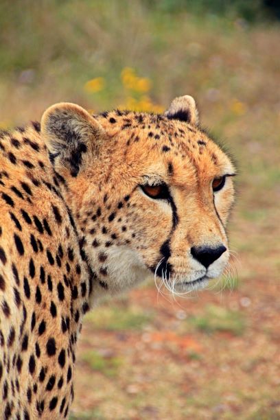 Cheetah in South Africa