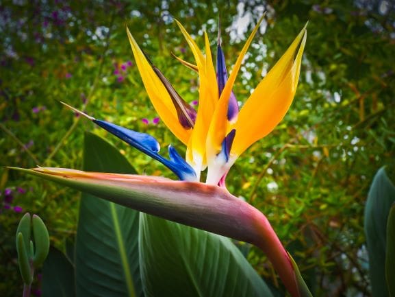 Plant Life in South Africa