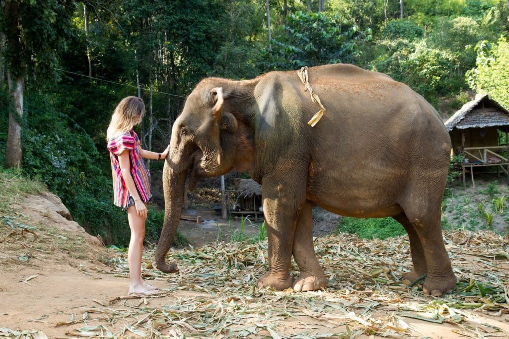 Elephant Sanctuary