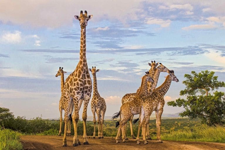 Giraffes in South Africa