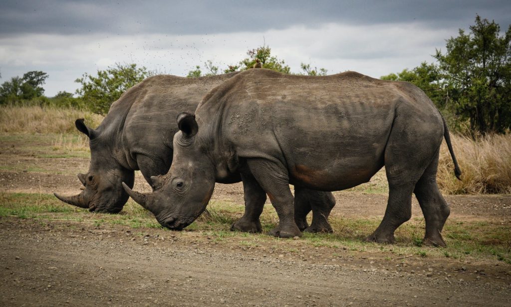 two rhino on gray field in South Africa
