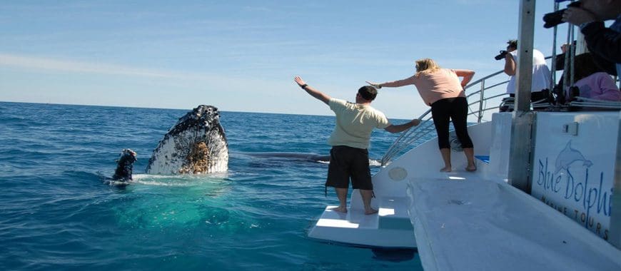 Whale watching in South Africa
