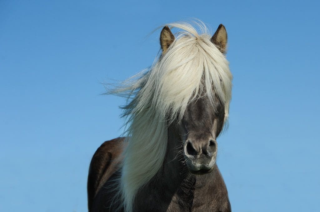 11.Icelands specific breed of horses