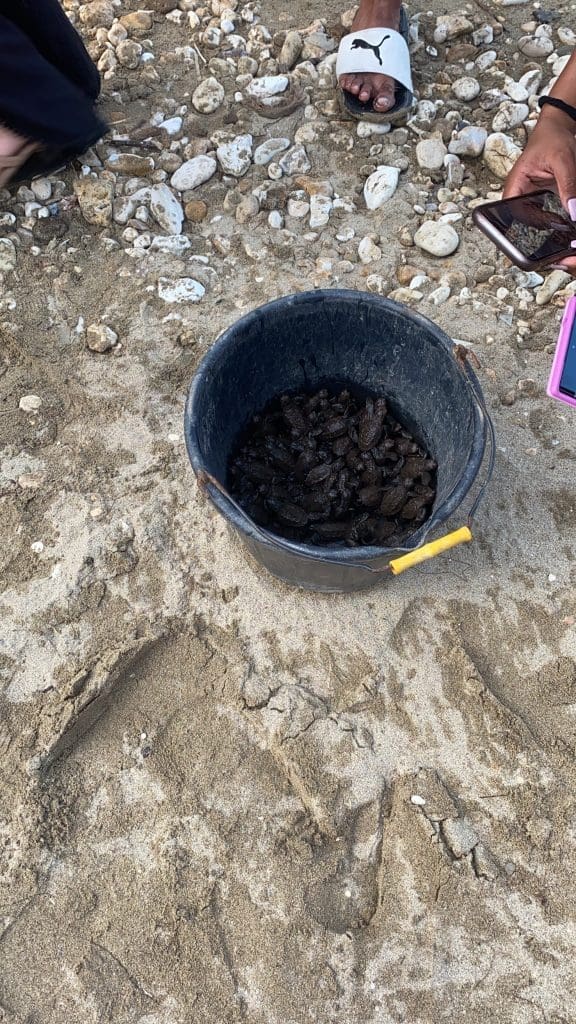 Sea turtle release in Jamaica