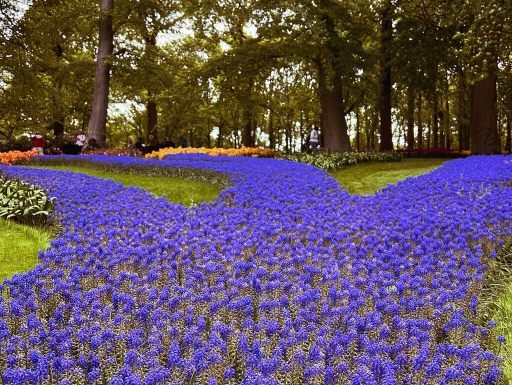 AmaWaterways Tulip Time cruises
